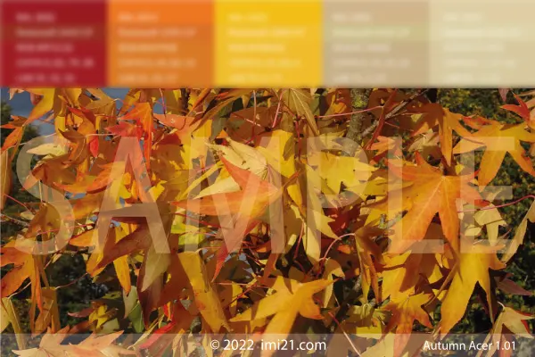 Acer browns colour board