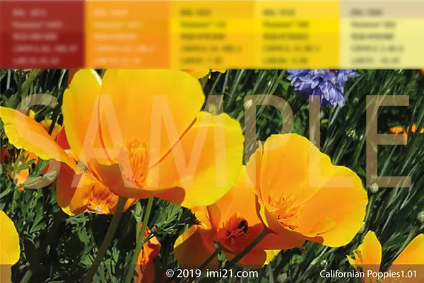 Californian poppies colour board