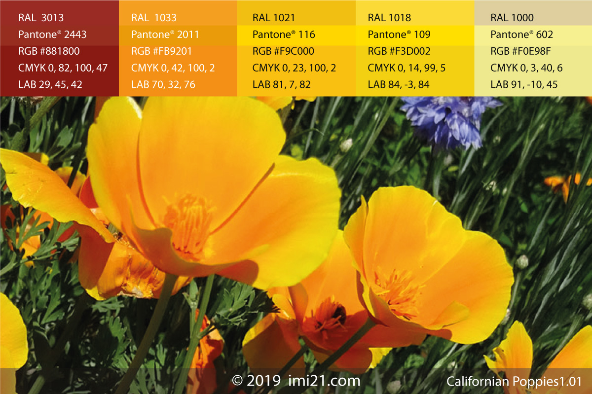 Californian poppies