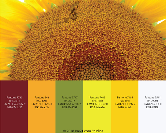 Sunflower